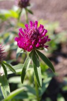 /album/zahrada-jaro-2010/bz-6-2009-007-jpg/